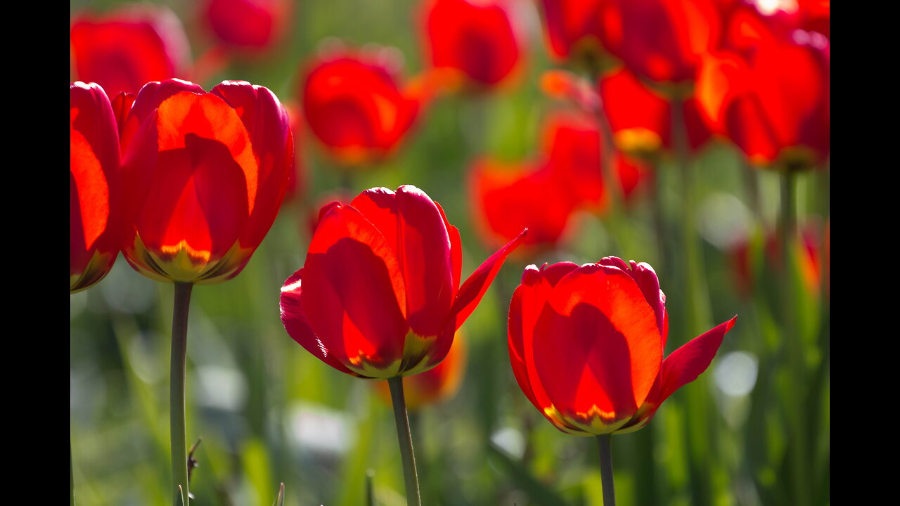 MARIA ORSIC Mother of Vril Patience Sept 2025