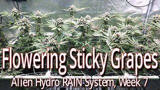 Sticky Grapes Week 7 Of Flower, Alien Hydro RAIN System