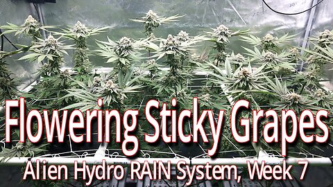 Sticky Grapes Week 7 Of Flower, Alien Hydro RAIN System
