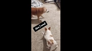 Laugh at These Silly DOGS 🤣