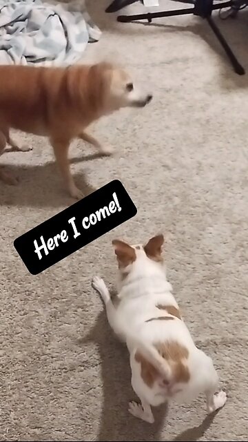 Laugh at These Silly DOGS 🤣