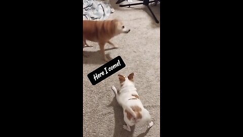 Laugh at These Silly DOGS 🤣