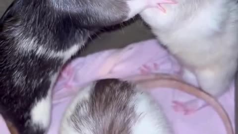 घर से चूहों को भगाने का जबरदस्त तरीका 💯 #viral #like #follow #trending