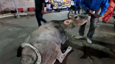 Feeding Roti To Cow In Varanasi