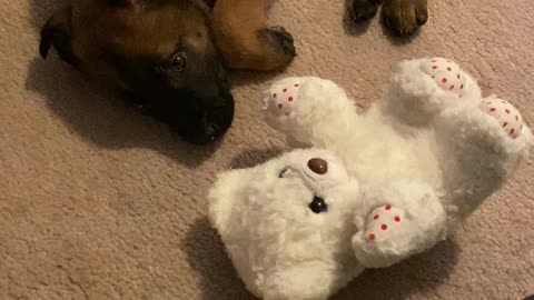 Belgian Malinois puppy in Sleep Land