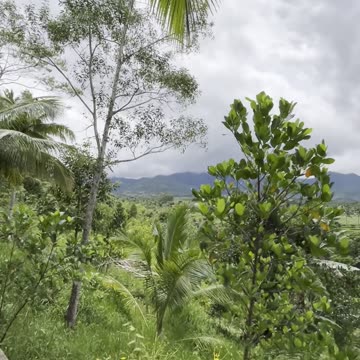 Beware, the hawk of colonia is here.