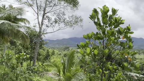 Beware, the hawk of colonia is here.