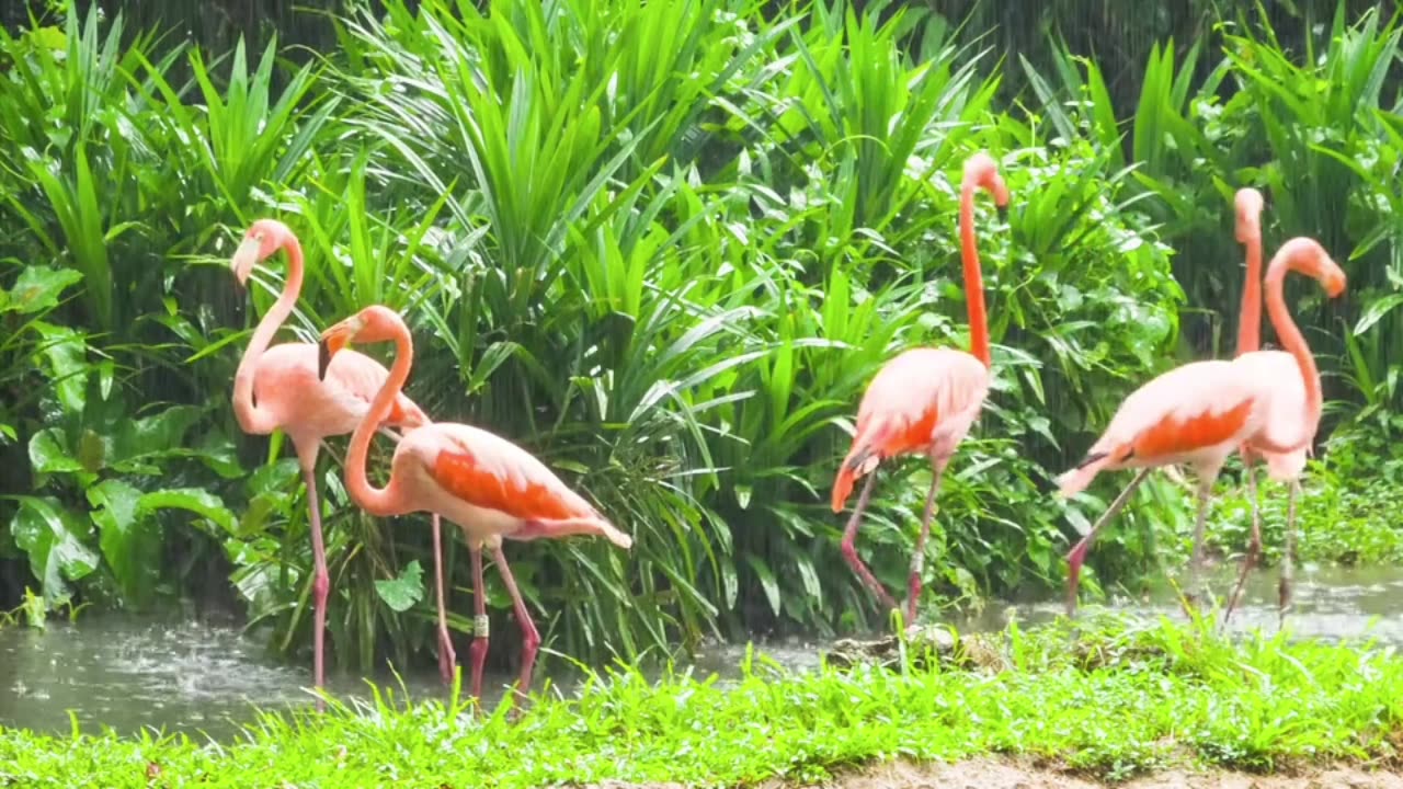 Flamingo Flock in the Tropical Greenery