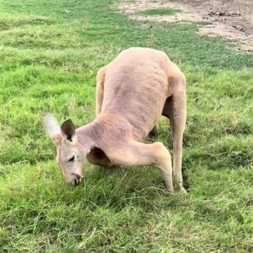 Take a look at this big boy! Only in Australia 🇦🇺 red kangaroo 🦘