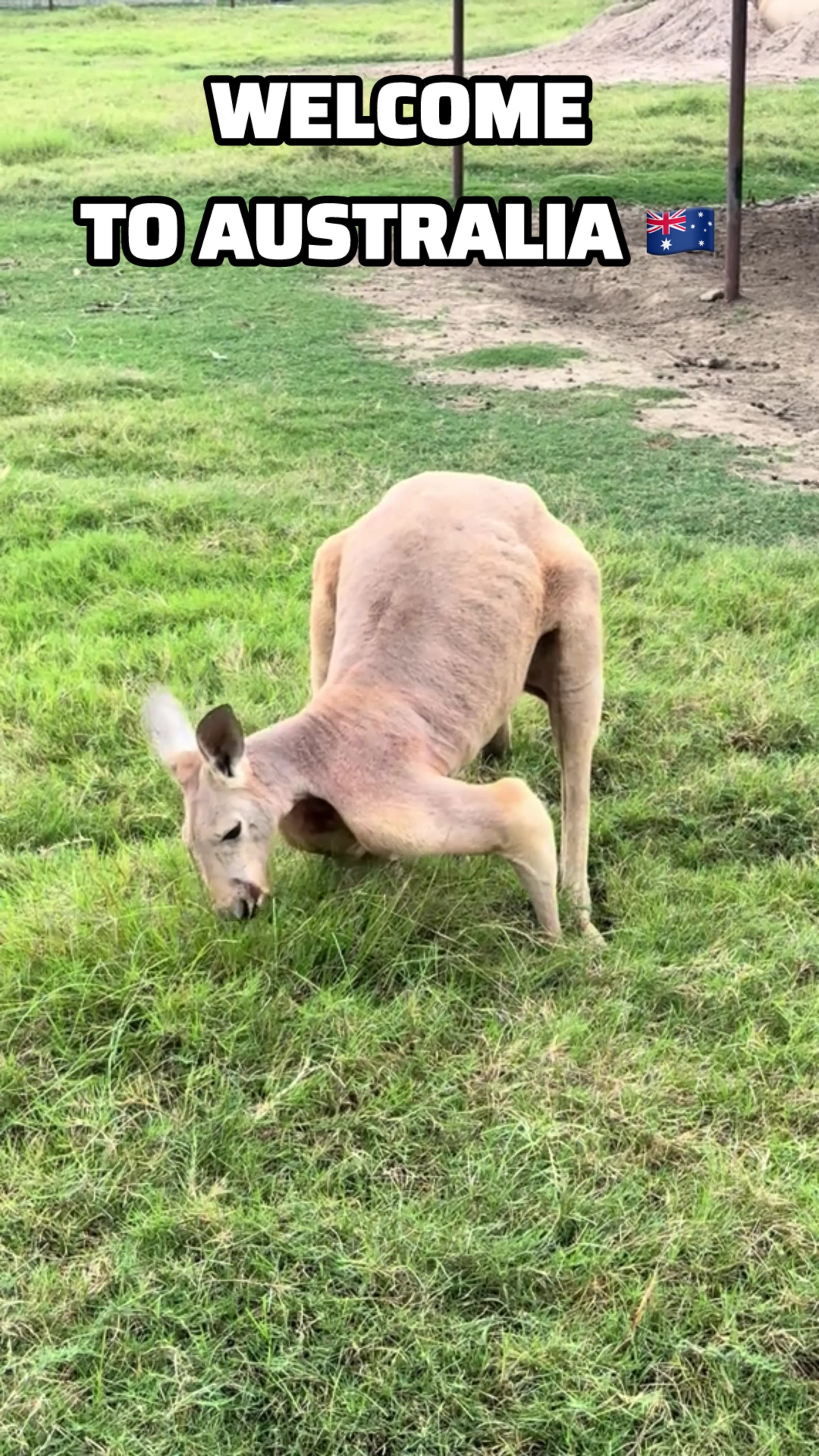 Take a look at this big boy! Only in Australia 🇦🇺 red kangaroo 🦘