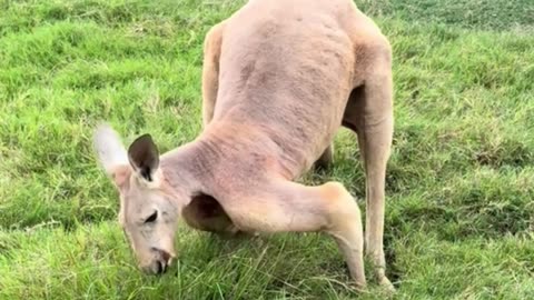 Take a look at this big boy! Only in Australia 🇦🇺 red kangaroo 🦘