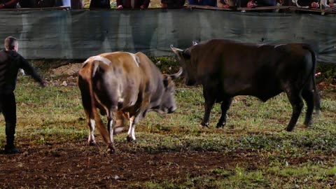 BlackJack od Šakića vs Afrika od Perišića Šestanovac 2025