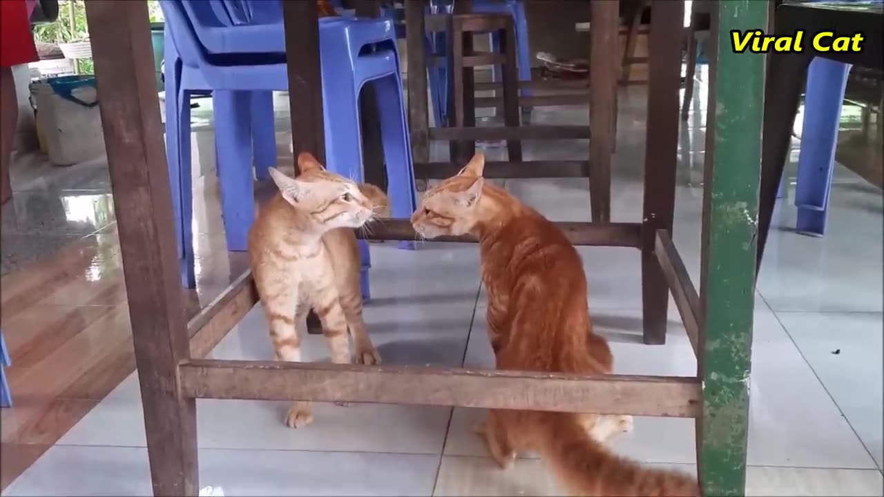 Cats fighting 😁