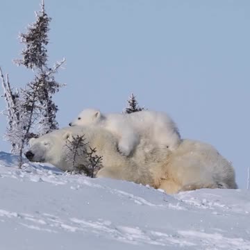 Mommy’s warm fluffy pillow top