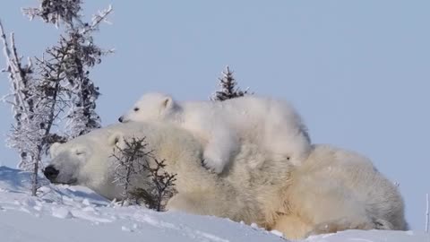 Mommy’s warm fluffy pillow top