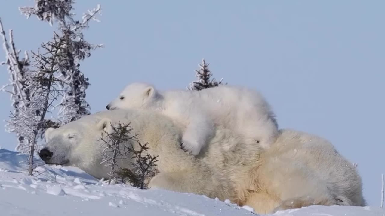 Mommy’s warm fluffy pillow top