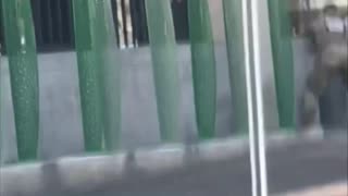 Witness Video Captures Afghan National’s Ambush on National Guard Heroes in DC.