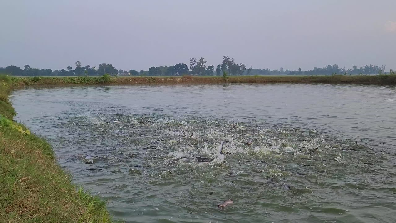 Fish pond in india