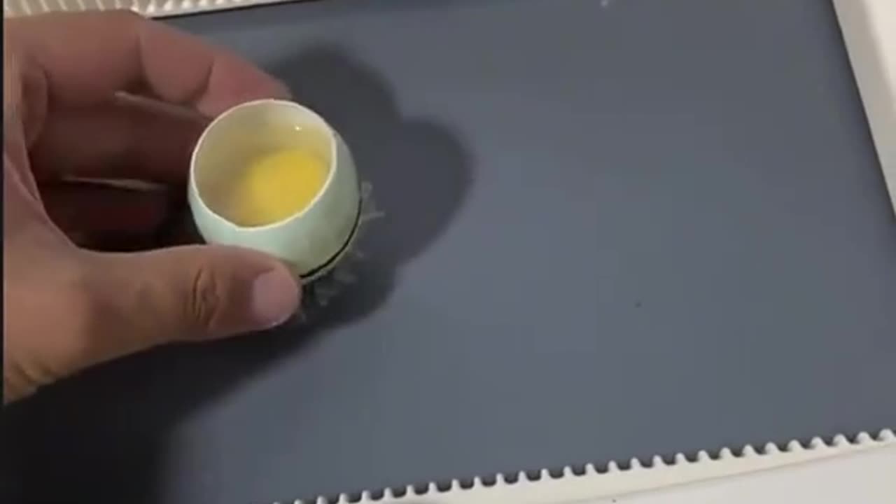 Patinho salvo no ovulo