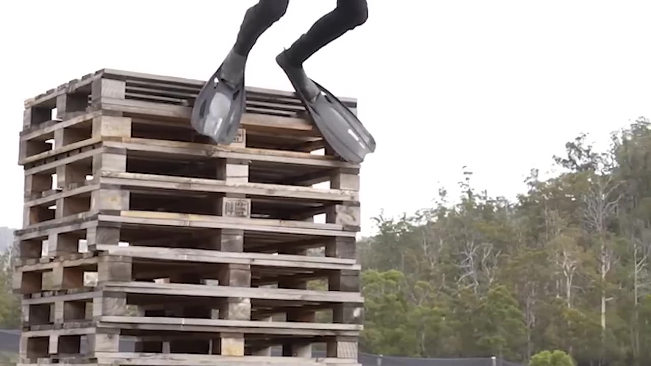 If animals did parkour