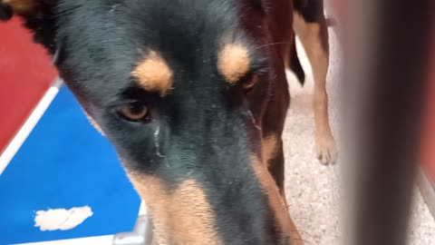 Vesper 9mos A882202 kennel 75 pod 3 Ethina 2y A871349 kennel 3 pod 1 PACC shelter_20251012_174630654