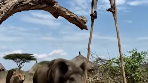 Wild Boar and Cheetah are friends