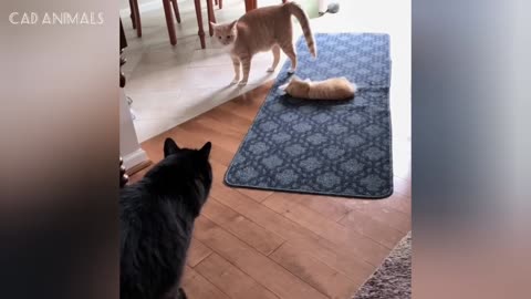 Cat compilation