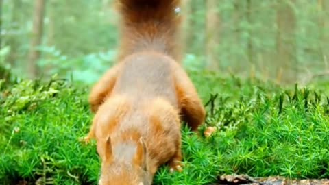 Squirrels in Dreams: Meanings Uncovered