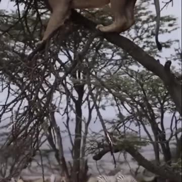 Buffalo fight with lion#