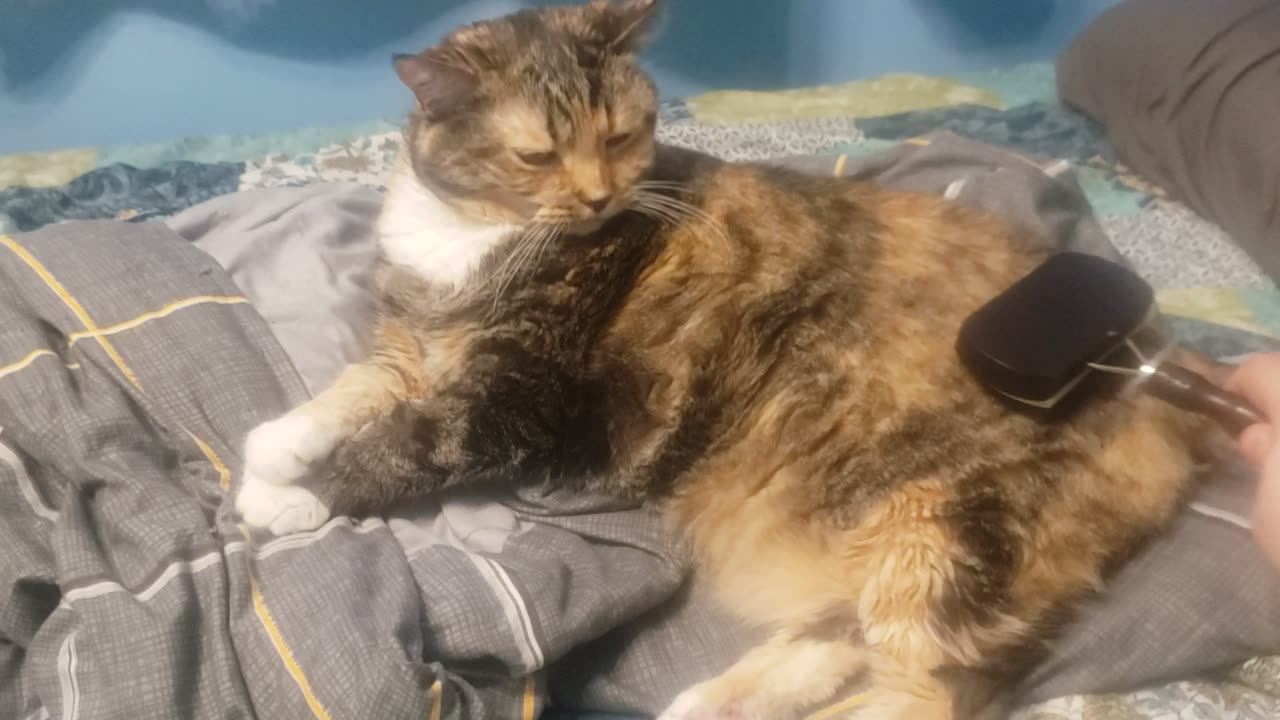 This Cat LOVES Being Brushed 😂 The Sigh of Pure Happiness