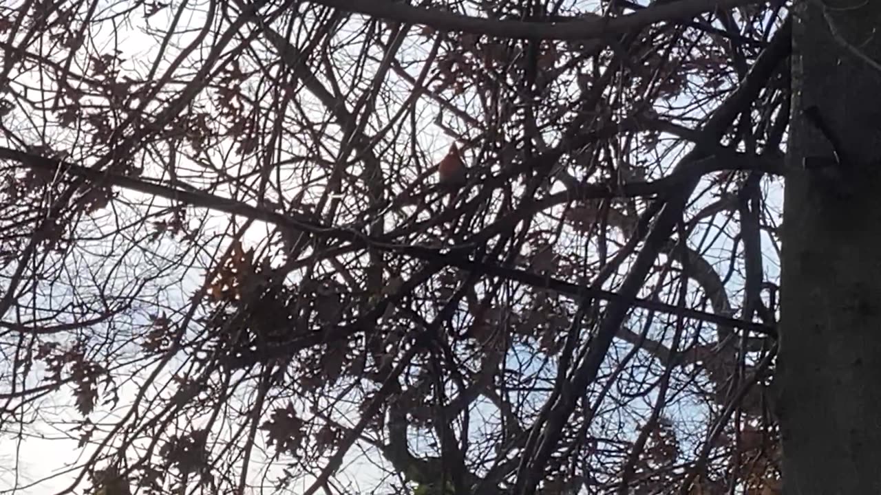 Northern Cardinal