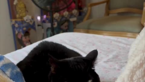 Cute Precious Piper is a Snuggle Bunny - Adopting a Cat from a Shelter Vlog #shorts