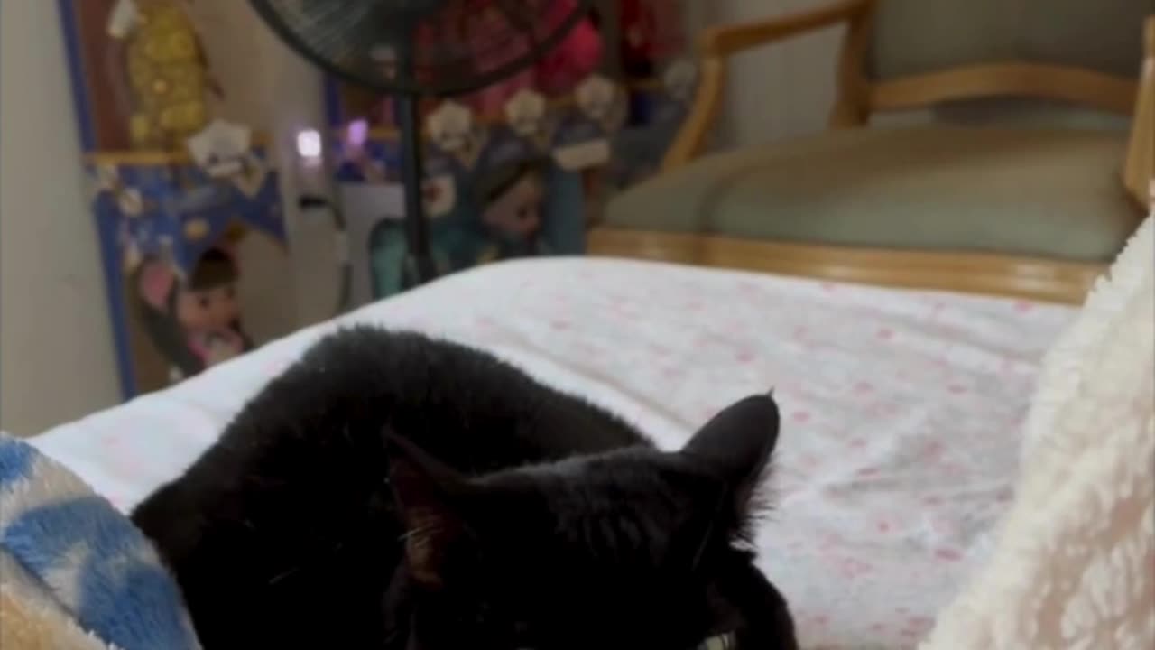 Cute Precious Piper is a Snuggle Bunny - Adopting a Cat from a Shelter Vlog #shorts