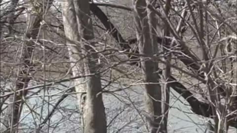 The Campbell's Soup scandal continues