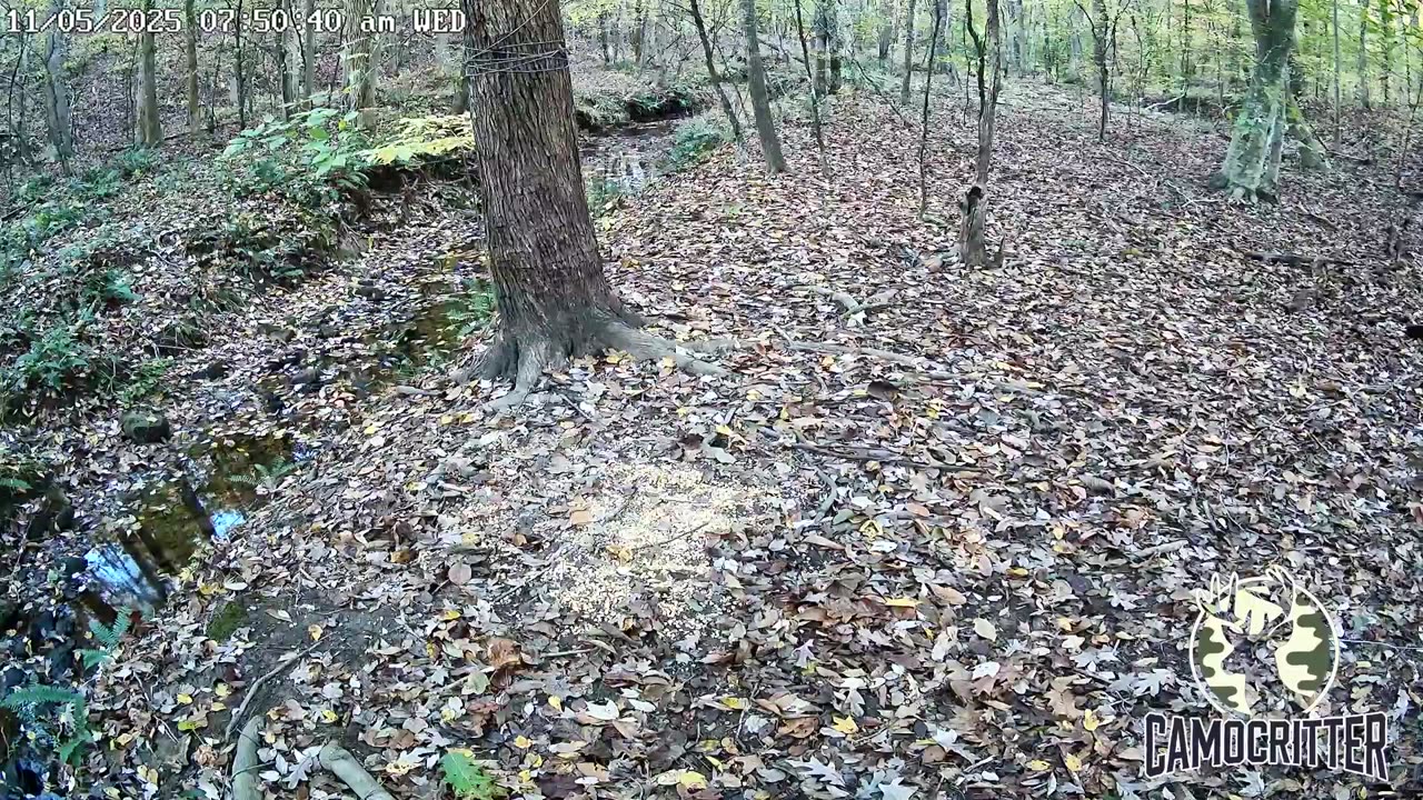CamoCritter Critter Cam Live Stream