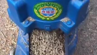 This is how rural farmer make their animal feeds