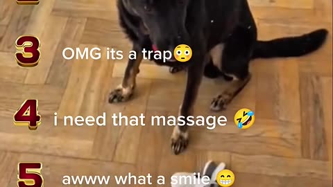 Ranking Funny Dogs Moments🤣🐾😍