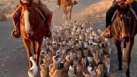 Cowboys Herding Cats on the Dusty Range 🤠🐱