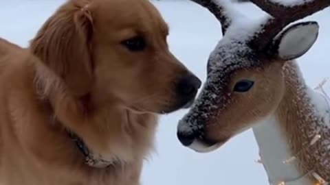🐶🦌 My Dog Thinks the Reindeer Is His New Best Friend… This Is TOO Cute 🎄❤️