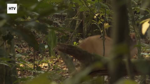 Elephant & African Wildlife #8 – Majestic Giants of Gabon