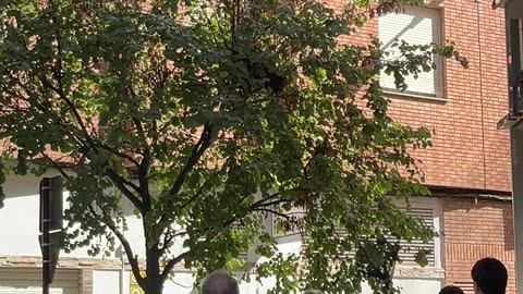 Animal Control Tries to Catch Vulture in Albacete