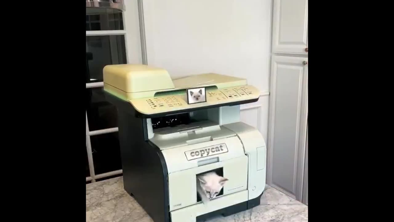 Best of My Cat Videos