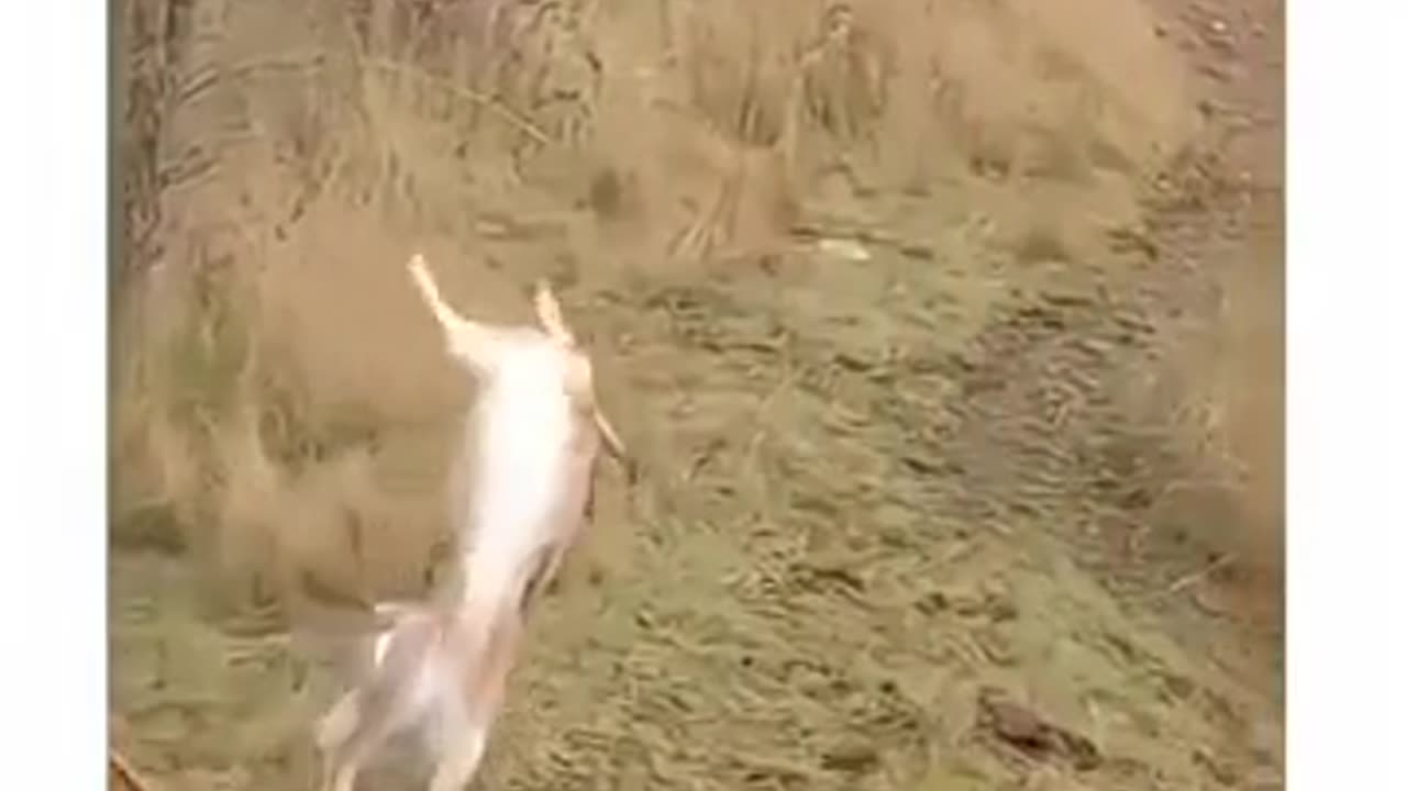 🐰🔮 This Hare Breaks The Matrix In Mind-Blowing Style! | FeedMyCuriosity