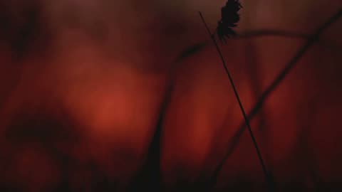 人類史の謎：ホモ・ハビリスはなぜ消えた？【24秒】