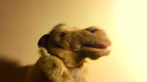 I Carried a king *Patsy Hoolahan*