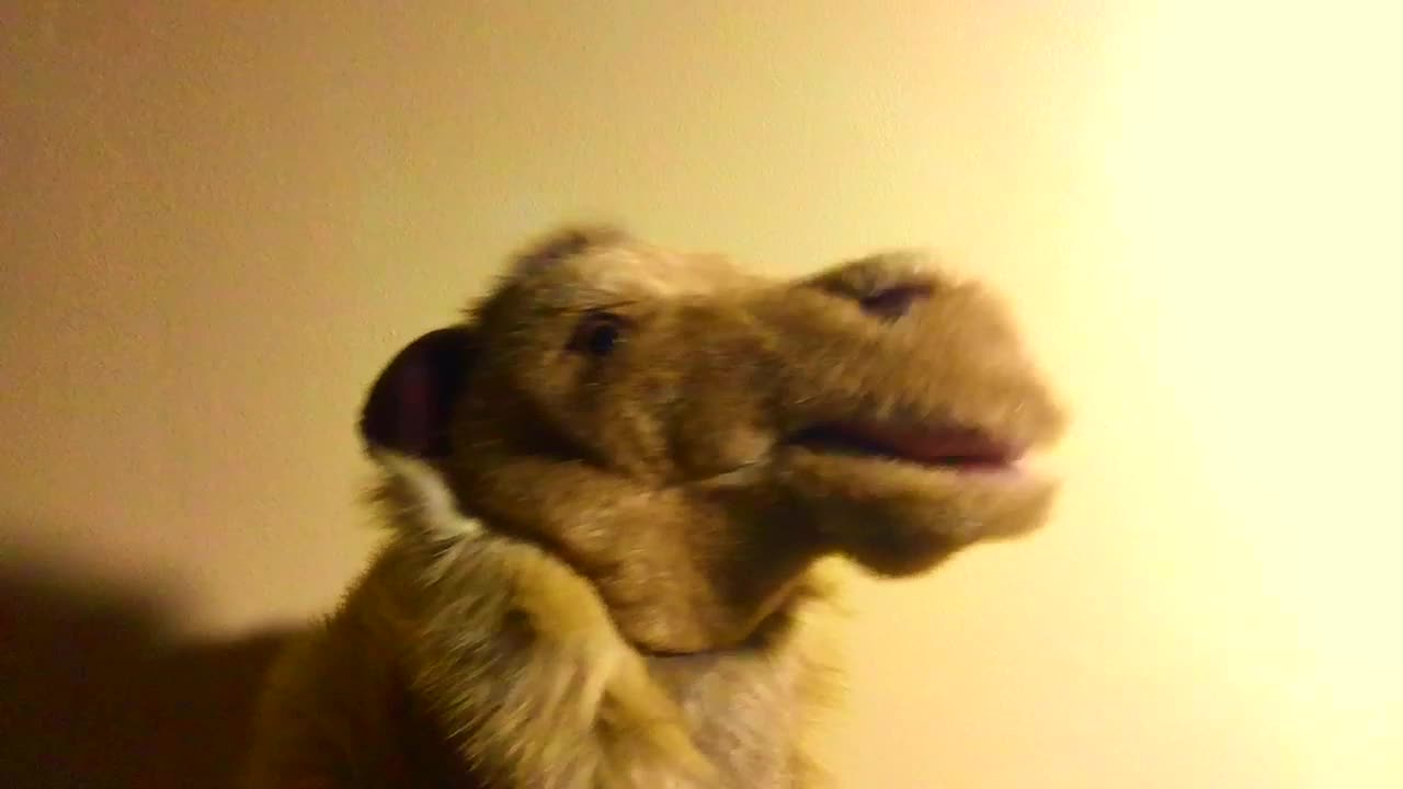 I Carried a king *Patsy Hoolahan*