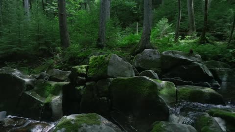 BLACKBRAID - THE DYING BREATH OF A SACRED STAG ( OFFICIAL VIDEO )