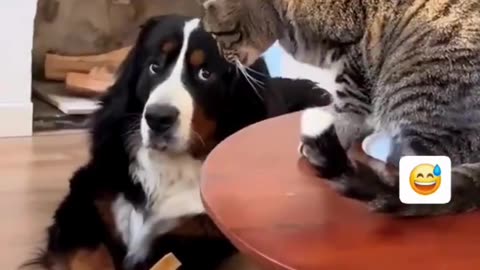 The Great Stair Standoff! 🤣 Big Dog vs. Little Cat#RoleReversal #GentleGiant #ScaredDog #DogLovers