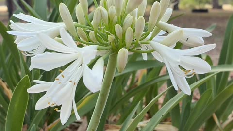 Flowers in Summer at Jaya