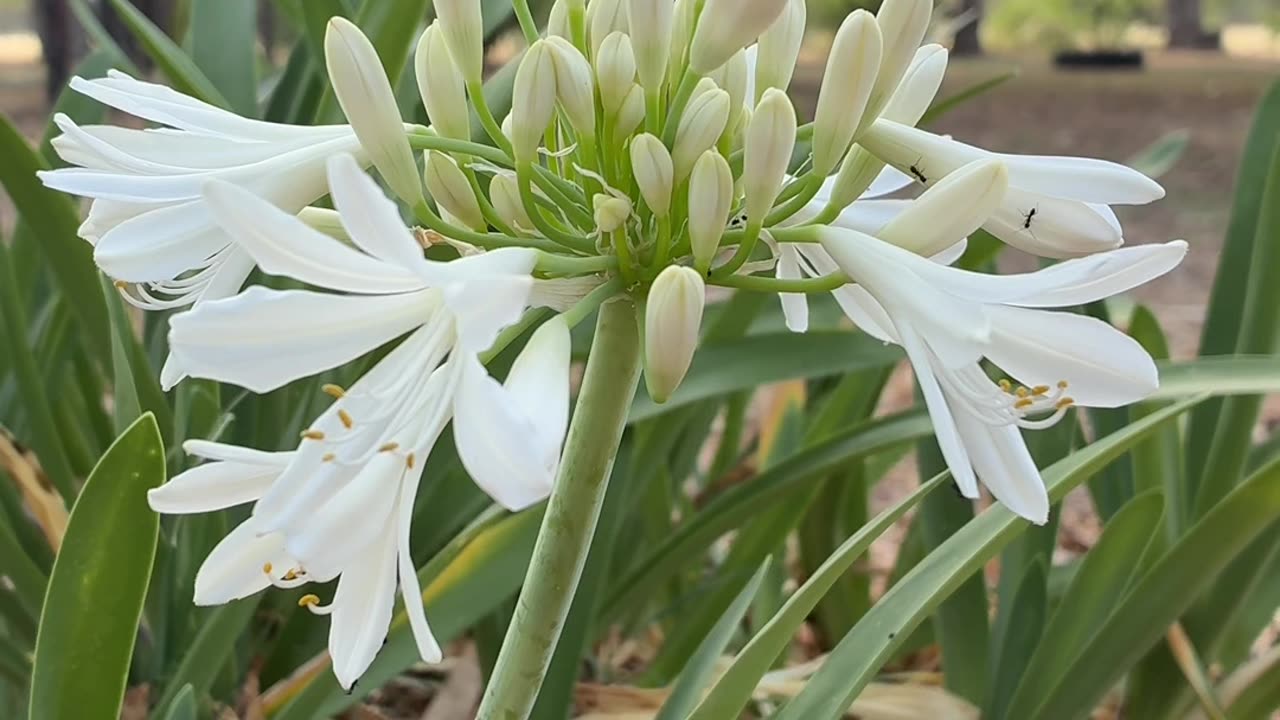 Flowers in Summer at Jaya